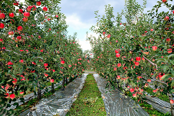 how-we-grow_image